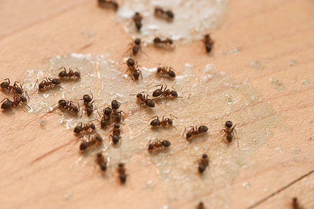 Professional Pest Control in Wynne, AR